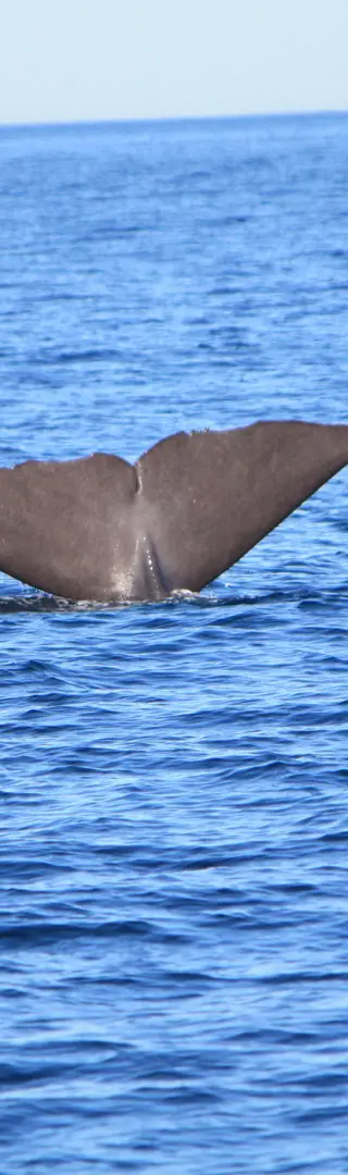 Whalewatching